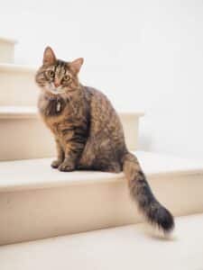 croquettes françaises pour chat