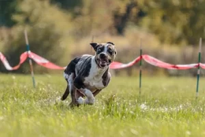 croquettes chien haut de gamme