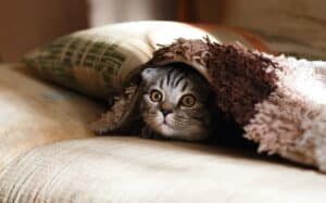 croquettes pour chat d'intérieur