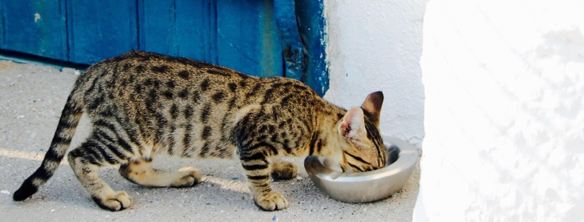 Lire la suite à propos de l’article Pourquoi donner des croquettes sans blé à mon chat ?