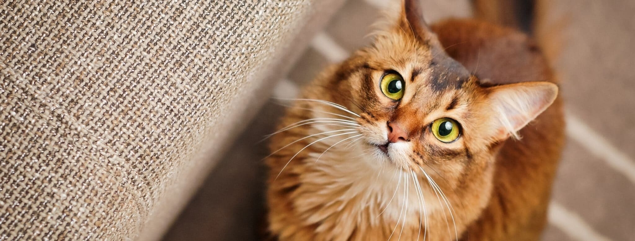 Lire la suite à propos de l’article Quelles croquettes donner à mon chat stérilisé ?