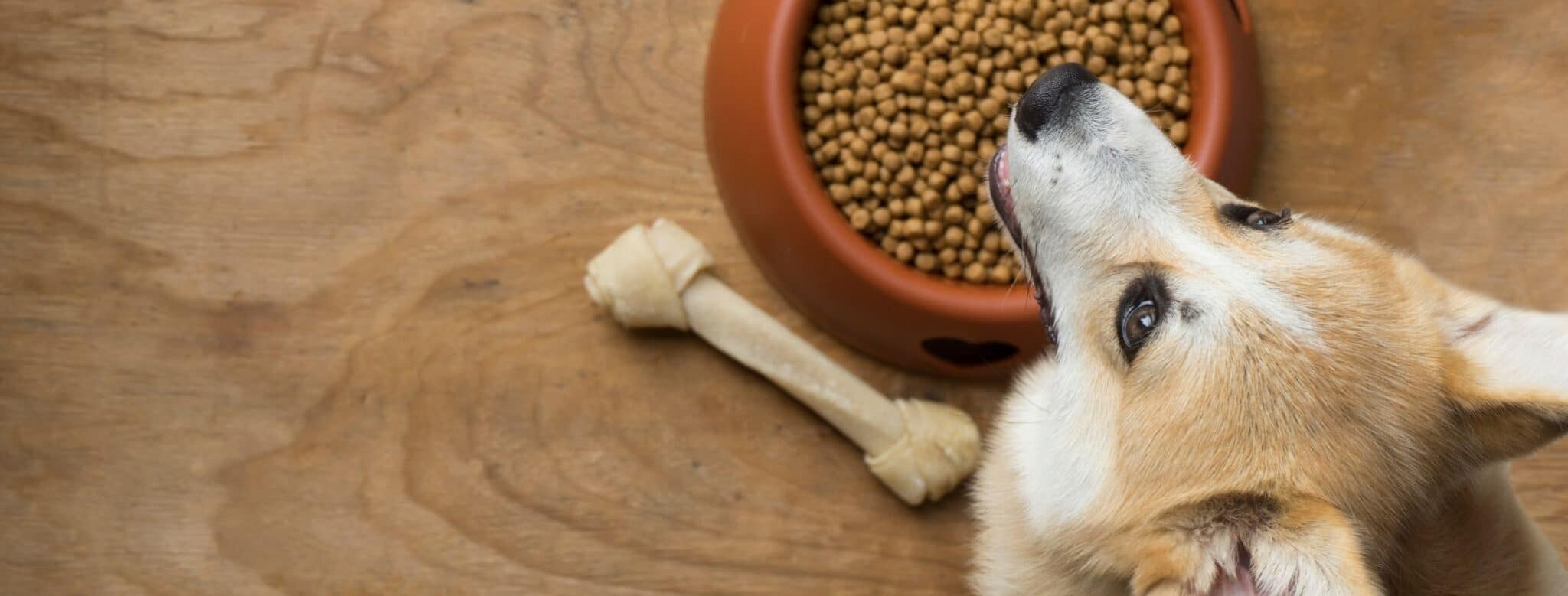 Lire la suite à propos de l’article Qu’est-ce que sont des croquettes hypoallergéniques ?