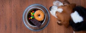 Lire la suite à propos de l’article Aliments toxique pour le chien, les 7 aliments qui lui sont interdits.