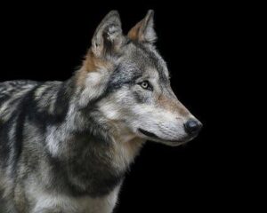 le chien est un carnivore à tendance omnivore