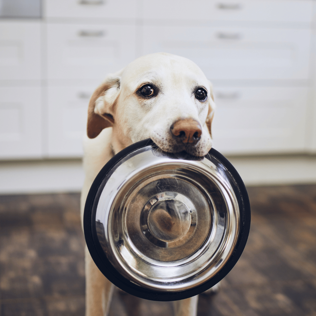 Lire la suite à propos de l’article Croquette allégée pour chien : découvrez les Bab’In Light !