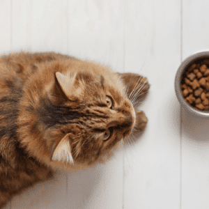 un chat avec son bol de croquttes