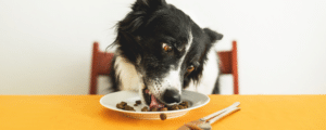 Lire la suite à propos de l’article Combien de croquettes par jour pour un chien ?