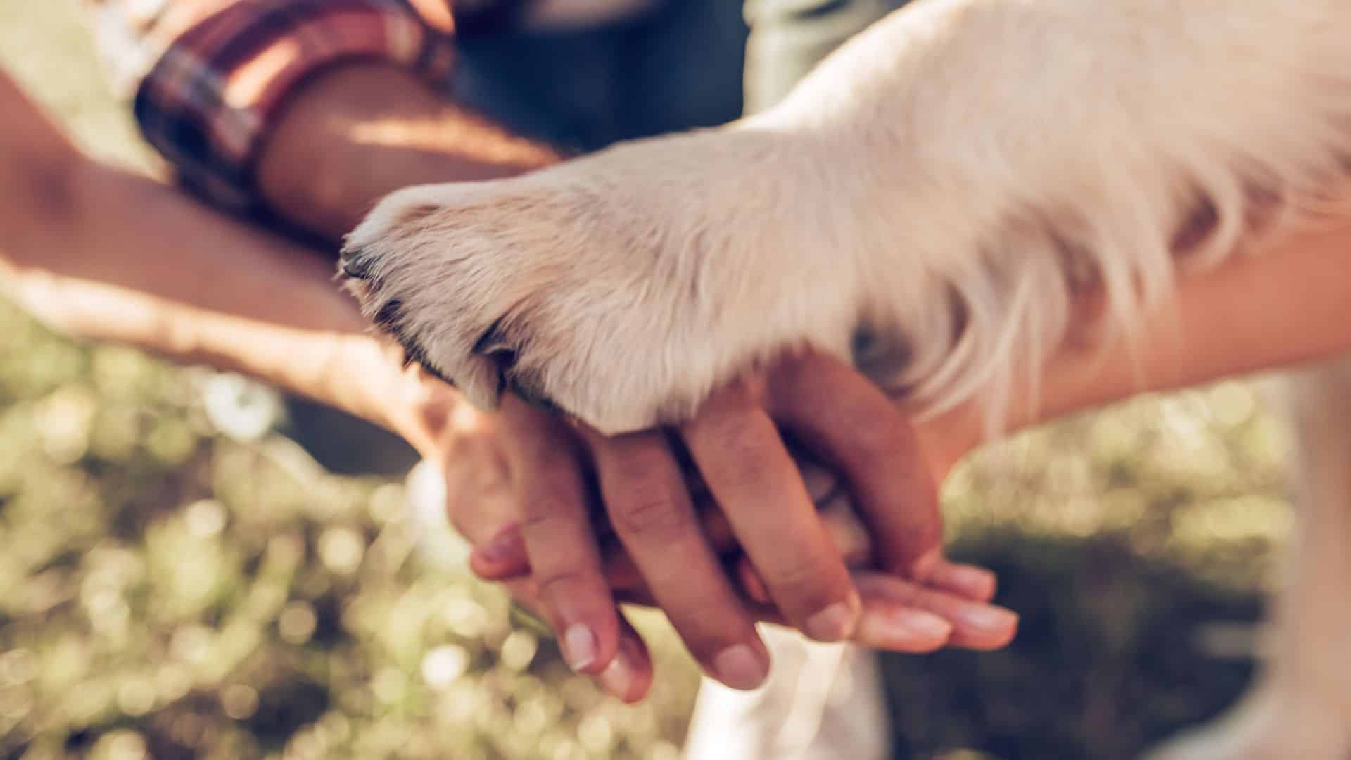 Lire la suite à propos de l’article Pourquoi donner des croquettes pour chien stérilisé ?